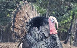 火鸡养殖视频技术要点有哪些？