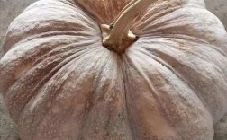 南瓜什么品种最香甜软糯？