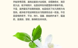 栀子花品种有哪些？图片怎么区分？