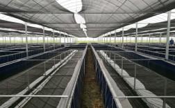 水蛭室内立体养殖技术如何高效实施？