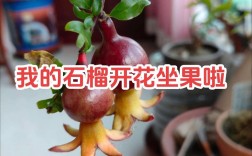 观赏石榴怎么种植技术