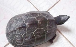 浙江省有哪些乌龟品种
