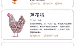 农村土鸡养殖技术有哪些关键要点？