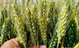 高产小麦品种有哪些？