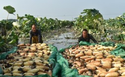 莲藕鱼鸭混养技术视频，如何实现共生高产？