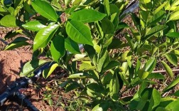 脐橙幼苗种植视频，关键技术有哪些？