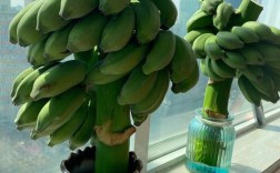 盆栽选哪种香蕉品种好？