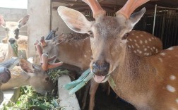 可饲养鹿有哪些品种