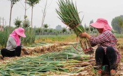 河南大葱栽培技术视频，关键点有哪些？