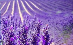 哪些薰衣草品种最适合观赏？