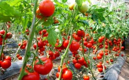 高产蕃茄的种植技术视频