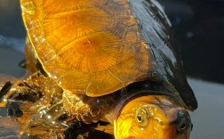 鹰嘴龟苗价格2025