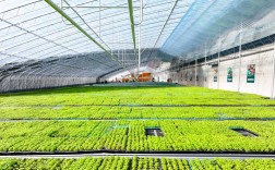 香菜大棚冬天如何种好？