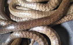 眼镜王蛇养殖技术视频怎么学？