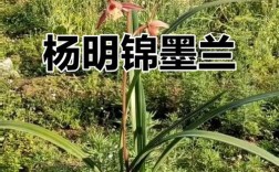 墨兰哪种品种香味最浓郁？