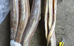 引进热带黄鳝新品种