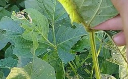 豆青虫养殖技术要点有哪些？