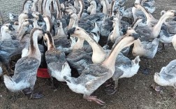 哪种肉鹅品种最好？