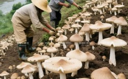 蘑菇栽培技术视频，新手如何快速学会种植？