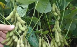 安徽早黄豆高产种植技术有哪些关键要点？