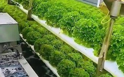 无土种植蔬菜视频，技术要点有哪些？