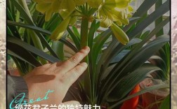 哪些君子兰品种最名贵？