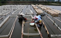 青虾养殖技术视频有哪些关键点？