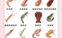 虾有哪些品种？附图片详解。