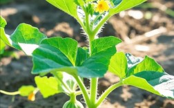 溥皮甜瓜怎么种？高产技术有哪些要点？