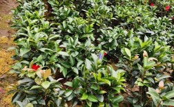 茶花哪个品种最好？