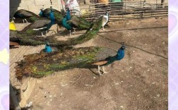 河南孔雀养殖基地有哪些核心技术？