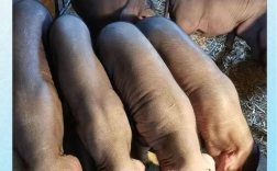 哪些母猪品种产仔数最多？