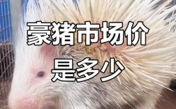 豪猪种苗价格多少一只？