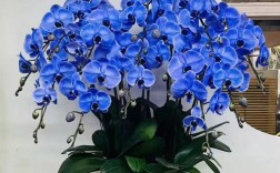 蝴蝶兰最贵品种是哪个？