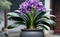 立里兰卡君子兰和日本君子兰哪个更好？