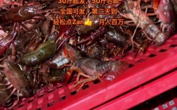 2025小龙虾批发价格会涨还是会跌？