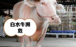 中国最纯水牛品种有何独特之处？