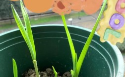 蒜苗播种视频怎么播？关键技巧有哪些？