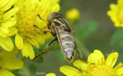 云南养殖哪个品种的蜜蜂