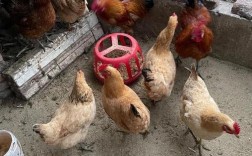 什么鸡品种下蛋产量高