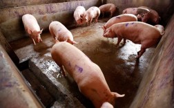 农广天地养猪技术视频有何亮点？