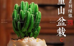 迷你仙人掌品种万重山