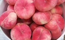 特大早熟的桃品种有