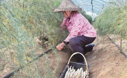 大棚芦笋怎么种？技术视频详解来了！