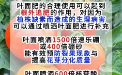 番茄微肥怎么施？视频教你关键技术