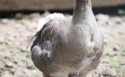 灰鹅属于哪个品种？