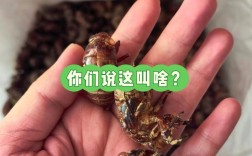 蝉蜕价格2025一斤