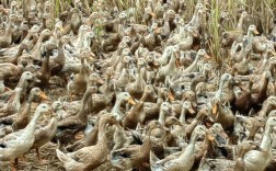 北方适合养哪些蛋鸭品种？