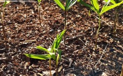 春季种黄精，关键管理技术有哪些？