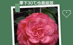 耐寒茶花品种有哪些？